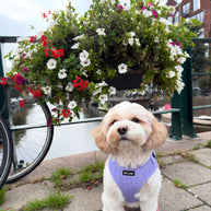 Purple Bloom - Adjustable Dog Harness
