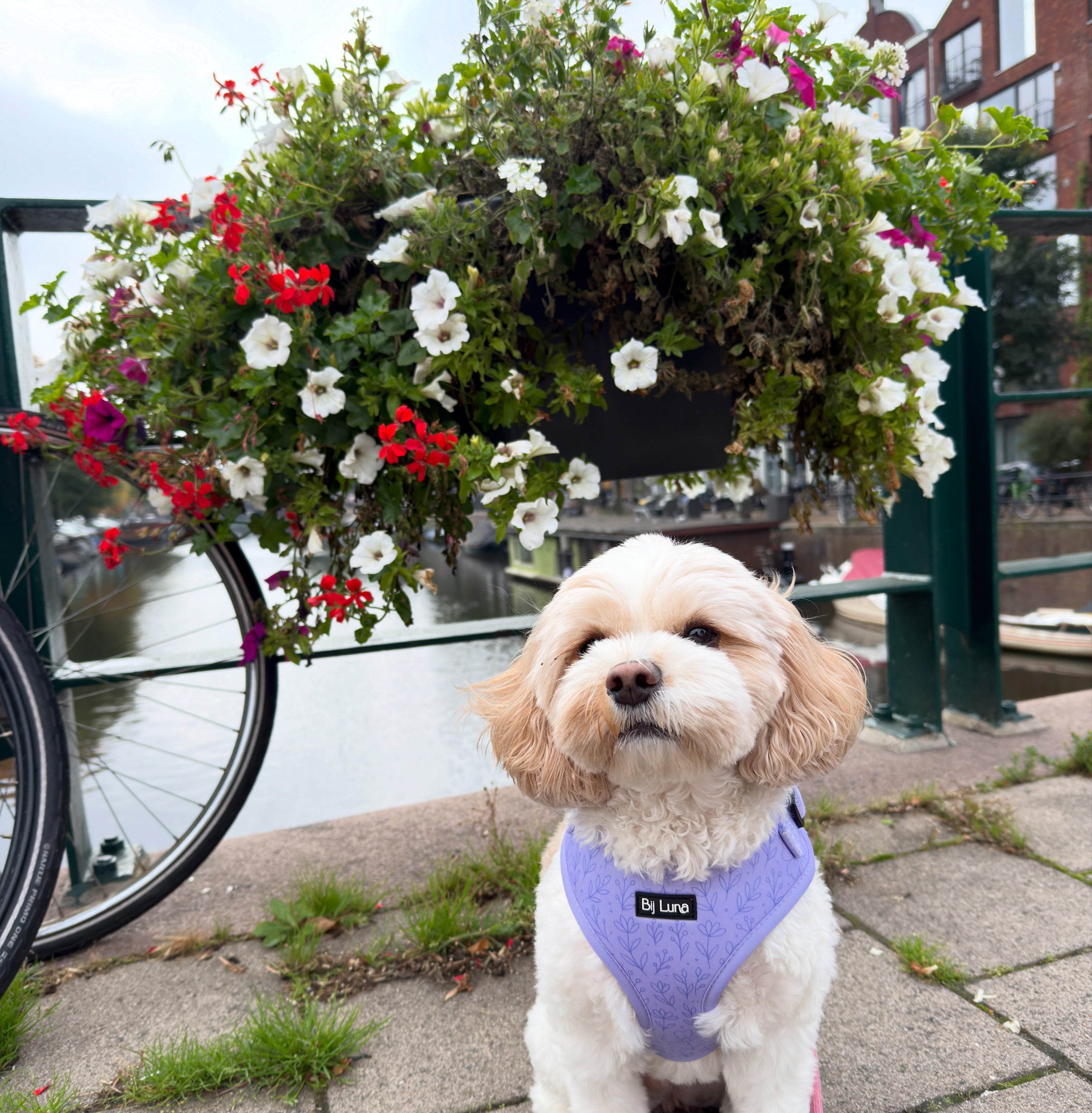 Purple Bloom - Adjustable Dog Harness