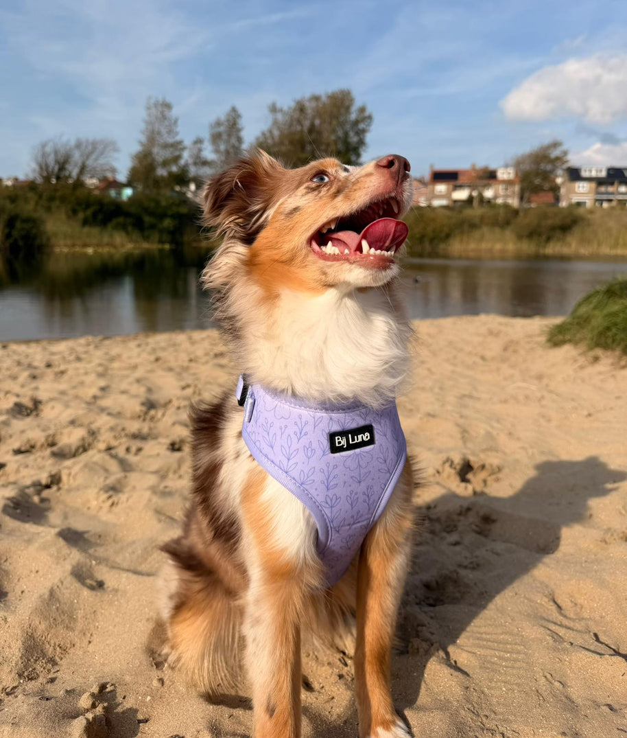 Purple Bloom - Adjustable Dog Harness