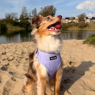 Purple Bloom - Adjustable Dog Harness