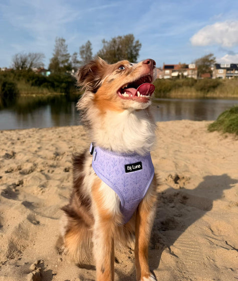 Purple Bloom - Adjustable Dog Harness